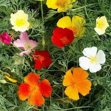 Image result for Eschscholzia