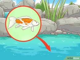 Larger ponds (over 5000 gallons) can start to decrease the turnover rate. How To Clean A Koi Pond 15 Steps With Pictures Wikihow