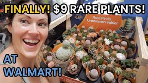 DIY Succulent Arrangement in a container from Andrews Seed Co.