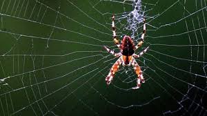 Cu cat amani mai mult rezolvarea acestor probleme cu atat mai greu iti va fi sa scapi de ele. De Ce Este PÄƒcat SÄƒ Omori PÄƒianjenii DacÄƒ Faci Asta Vei Atrage Asupra Ta