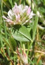 Image result for Trifolium isthmocarpum