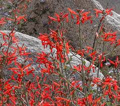 Image result for Justicia claessensii