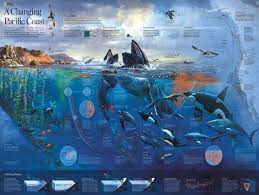 We specialize in 1000 piece jigsaws & puzzle accessories. Amazon Com New York Puzzle Company National Geographic Pacific Coast 1000 Piece Jigsaw Puzzle Toys Games