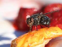 Houseflies feed on human foodstuff and waste, including feces. What Do Flies Eat Terminix