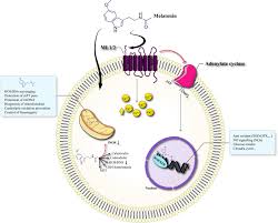 Here is more recent news about a genomic analysis of prostate tissue from men in the study described below who developed prostate cancer. Melatonin An Anti Tumor Agent For Osteosarcoma Springerlink