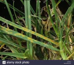 Crown Rust (11)