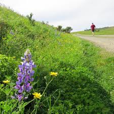 The best dog friendly beach in california | ever in transit. Top 5 Places To See Wildflowers In Monterey County
