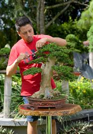 Image result for Premna hans-joachimii