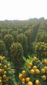 1) ambil 3 sudu besar serbuk teh cina dan rendam dalam air. Hama Dan Penyakit Pada Tanaman Jeruk Serta Cara Pengendaliannya Yang Paling Baik Dan Benar Tips Petani