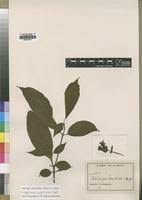 Image result for Voacanga bracteata