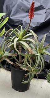 Image result for Aloe arborescens × inyangensis