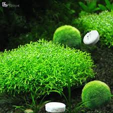 Rhinox Co2 Tablet Live Aquarium Plant Moss C02 Diffuser Hydroponic Java Want To Know More Click On The I Planted Aquarium Live Aquarium Plants Hydroponics