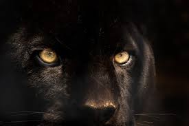 Which is the mcu's ultimate avenger? Panther Vs Jaguar What Are The Differences Difference Camp