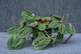 Image result for maranta