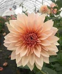 Check spelling or type a new query. Cut Flowers Clear Ridge Nursery Inc