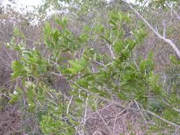 Image result for Crossopetalum