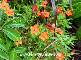 Image result for Anagallis barbata