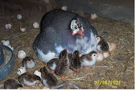 Breeders generally produce well for two or three years. Incubation In Guinea Fowls African Farm Resource Centre Facebook
