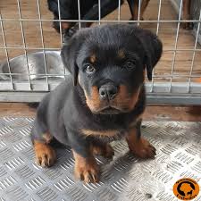 We are family owned and operated in northern indiana and are dedicated to providing top quality rottweiler puppies for sale & rottweiler dogs for sale, which are highly socialized, healthy, and happy meeting or exceeding the breed standard. Male Or Female Rottweiler Which To Buy Meisterhunde Rottweilers High Quality German Rottweiler Breeder Geelong Victoria Australia