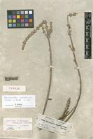 Image result for Endostemon villosus