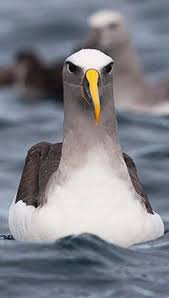 Large Grey Bird With Black And White Head Buller S Albatross Thalassarche Bulleri Aves Gaviota Aves Marinas