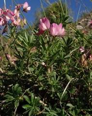 Image result for Microcharis remotiflora