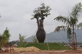 Bandar baru bangi sekarang, tak sama kalau dibandingkan dengan yang dulu. Pokok Ceiba Chodatii Bukan Ikon Bandar Baru Kuala Nerus Semasa Mstar