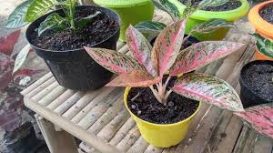 Pin Di Garden Design Ideas