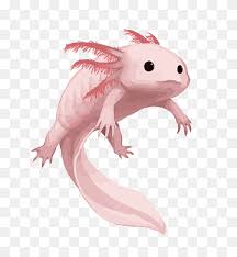An axolotl in promotional artwork for the first caves & cliffsupdate. Salamander Png Images Pngwing
