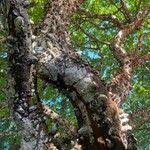 Image result for Zanthoxylum chalybeum