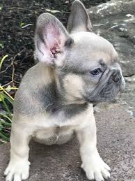 French bulldog puppies for sale in new york (ny), usa. Michelles Fabuloos Frenchies French Bulldogs For Sale