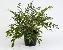 The best way to prevent disease and pests is by providing the appropriate care for your plants. Cyrtomium Falcatum House Holly Fern Indoor House Plants
