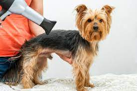 Brush first to loosen hair and remove tangles; Getting A Dog Used To A Hair Dryer