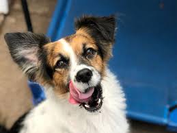 Smiling Dog Milo Smiling Dogs Dogs Dog Names