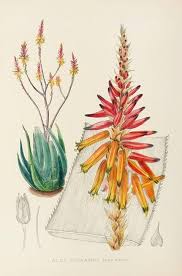 Image result for Aloe pienaarii
