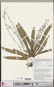 Image result for Platycoryne affinis