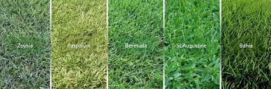 grass type comparison bermuda st augustine zoysia buffalo