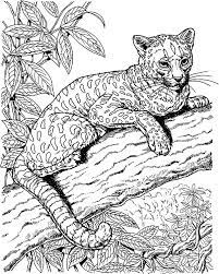 You can find this whimsical butterfly coloring page on color pages for mom. Amazing Animal Jaguar Coloring Pages Bulk Color
