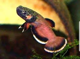 L'espèce betta albimarginata est un petit poisson combattant d'asie connue seulement du bassin sebuku, kalimantan timur, dans l'archipel de bornéo en indonésie. Betta Albimarginata 1 Pair Nano Tanks Australia Aquarium Shop