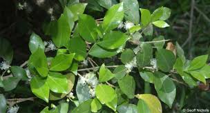 Image result for Eugenia capensis