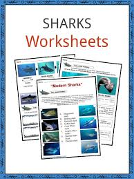 Shark Facts Worksheets Information For Kids