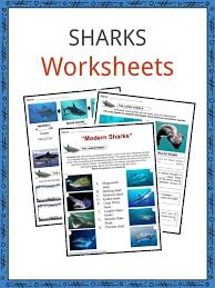 shark facts worksheets information for kids