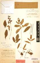 Image result for Gonatopus petiolulatus