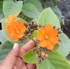 Florida tree with orange blossoms. Geiger Orange Florida Nursery Mart