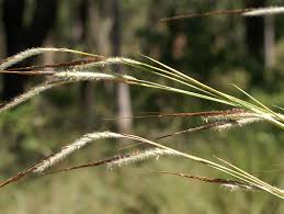 Image result for Heteropogon