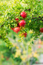 Friends, falling pomegranate flowers reduces its yield because pomegranate flowers have pomegranate fruit only and when the flowers fall, their moments cannot be born which can ruin your hard work, that's why you should know how a flower planted on a pomegranate plant can be prevented from falling. Top 60 Pomegranate Tree Stock Photos Pictures And Images Istock Pomegranate Pictures Pomegranate Fruits Images