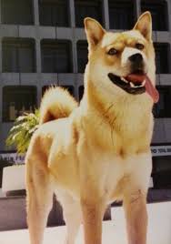 Jindo Dog Breed Information And Pictures