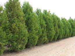 Cupressus Leylandii Leyland Cypress Leyland Cypress Fast Growing Trees Fast Growing Evergreens