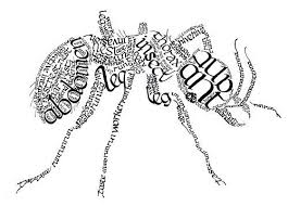 Calligraphy Ant Graficheskie Postery Muravi Artbuki