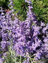 Image result for Perovskia atriplicifolia lacey blue lisslitt photo